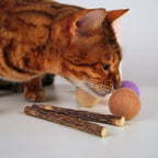 Filzbälle für Katzen aus Schurwolle – mit Matatabi-Sticks