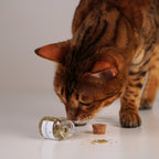 Katzenminze aus Deutschland - 3-er Set im Glas