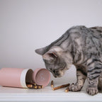 Matatabi-Sticks für Katzen aus reinem Naturholz