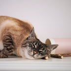 Matatabi-Sticks für Katzen aus reinem Naturholz