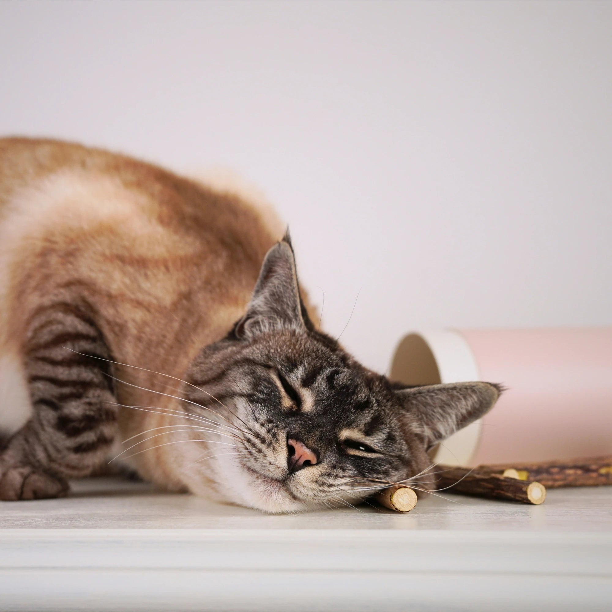 Matatabi-Sticks für Katzen aus reinem Naturholz