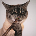 Matatabi-Sticks für Katzen aus reinem Naturholz