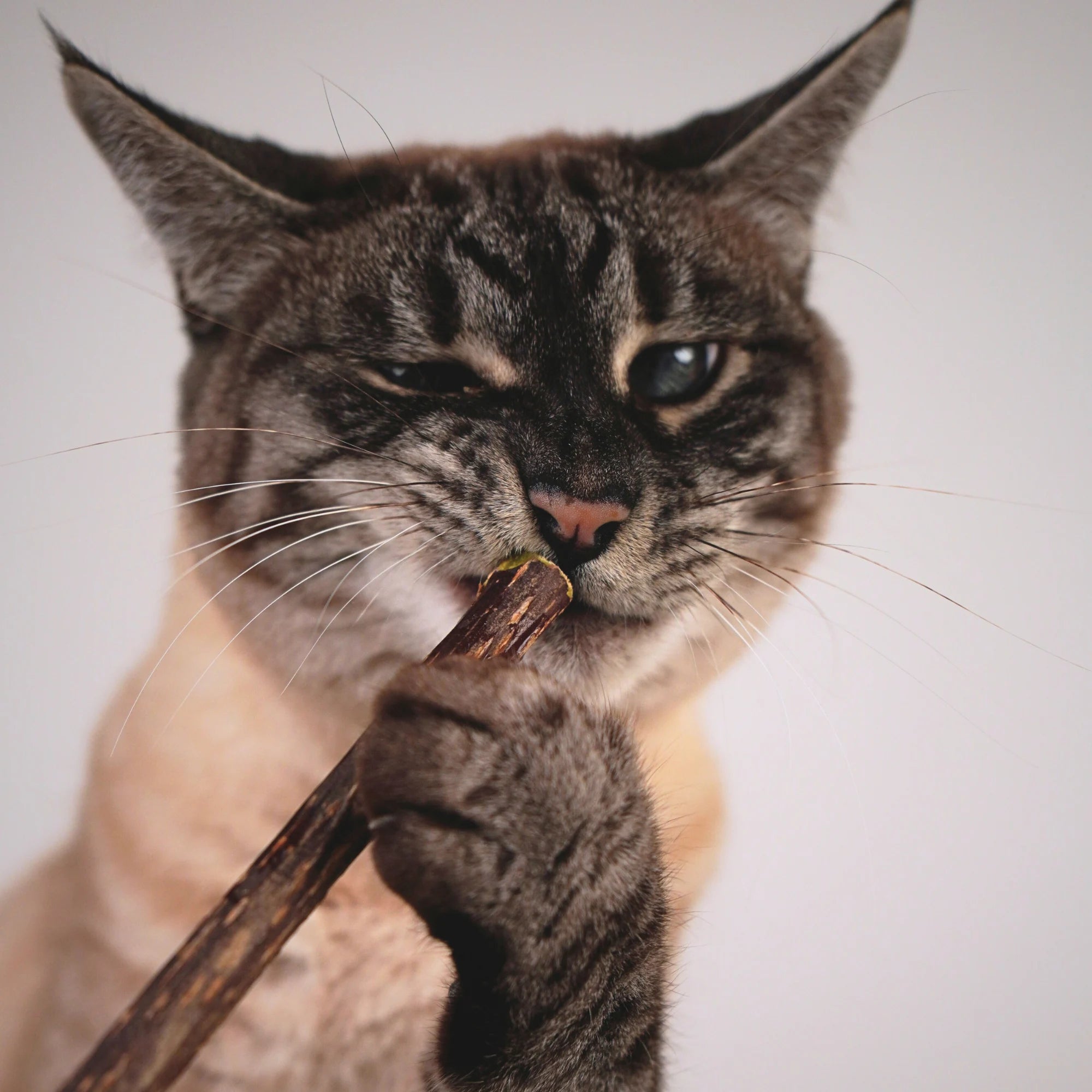 Matatabi-Sticks für Katzen aus reinem Naturholz