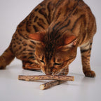Matatabi-Sticks für Katzen aus reinem Naturholz