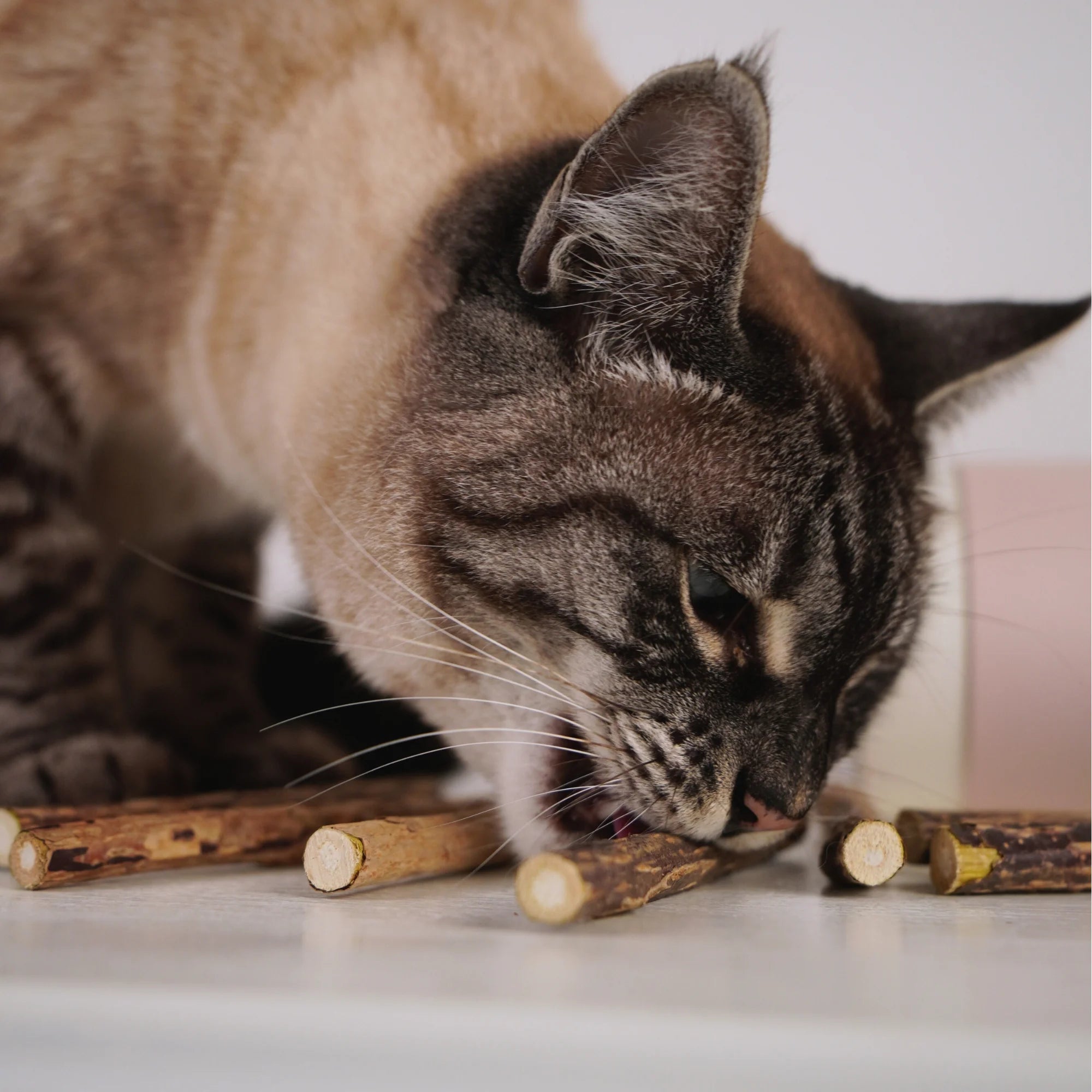 Matatabi-Sticks für Katzen aus reinem Naturholz